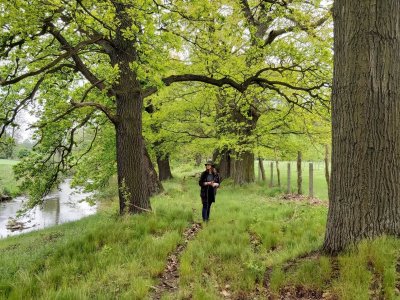 Aleja dębowa nadal czeka